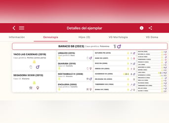 PRE Mix, Ogier, 3 lat, 160 cm, Izabelowata