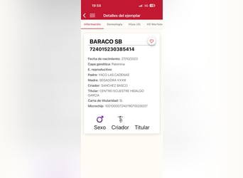 PRE Mix, Ogier, 3 lat, 160 cm, Izabelowata