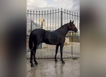 PRE Mix, Ogier, 3 lat, 160 cm, Kara