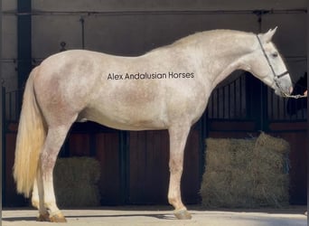 PRE Mix, Ogier, 3 lat, 160 cm, Siwa