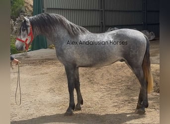 PRE Mix, Ogier, 3 lat, 160 cm, Siwa
