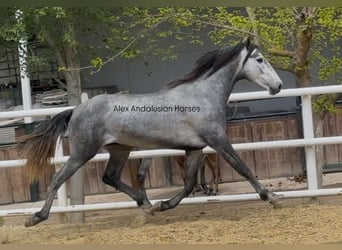 PRE Mix, Ogier, 3 lat, 160 cm, Siwa