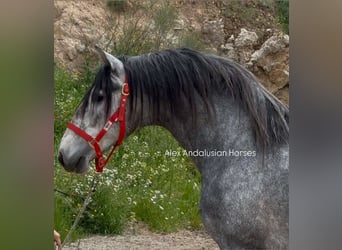 PRE Mix, Ogier, 3 lat, 160 cm, Siwa