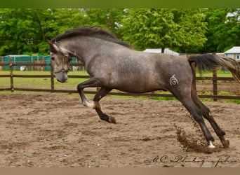PRE, Ogier, 3 lat, 160 cm, Siwa