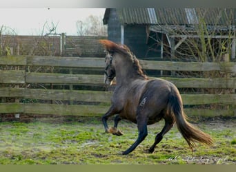 PRE, Ogier, 3 lat, 160 cm, Siwa