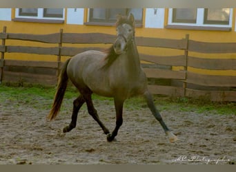 PRE, Ogier, 3 lat, 160 cm, Siwa