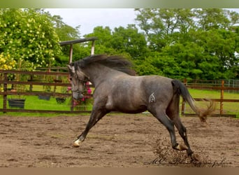 PRE, Ogier, 3 lat, 160 cm, Siwa