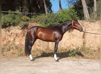 PRE Mix, Ogier, 3 lat, 161 cm, Ciemnogniada