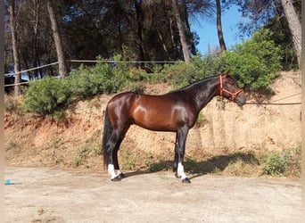 PRE Mix, Ogier, 3 lat, 161 cm, Ciemnogniada