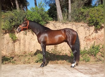 PRE Mix, Ogier, 3 lat, 161 cm, Ciemnogniada