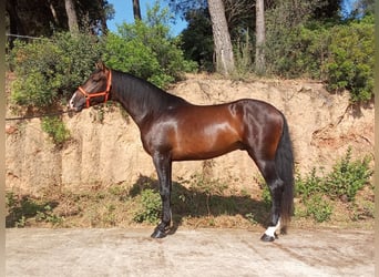 PRE Mix, Ogier, 3 lat, 161 cm, Ciemnogniada