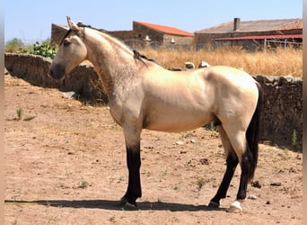 PRE Mix, Ogier, 3 lat, 162 cm, Bułana