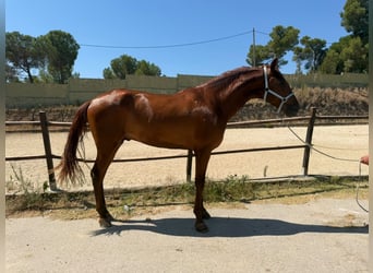 PRE, Ogier, 3 lat, 162 cm, Cisawa