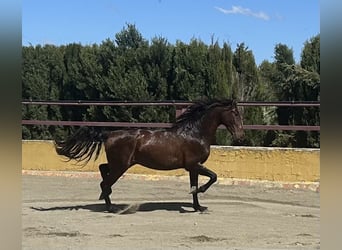 PRE Mix, Ogier, 3 lat, 162 cm, Gniada