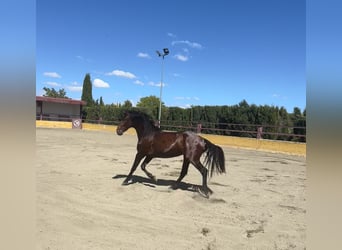 PRE Mix, Ogier, 3 lat, 162 cm, Gniada