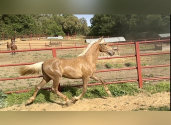 PRE Mix, Ogier, 3 lat, 162 cm, Izabelowata