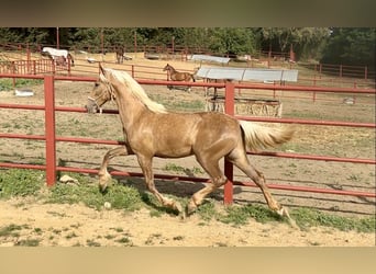 PRE Mix, Ogier, 3 lat, 162 cm, Izabelowata