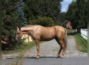 PRE Mix, Ogier, 3 lat, 162 cm, Izabelowata