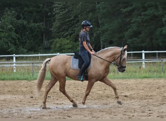 PRE Mix, Ogier, 3 lat, 162 cm, Izabelowata