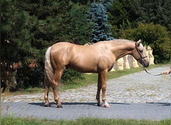 PRE Mix, Ogier, 3 lat, 162 cm, Izabelowata