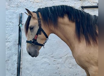 PRE, Ogier, 3 lat, 162 cm, Jelenia