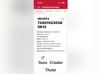 PRE Mix, Ogier, 3 lat, 162 cm, Jelenia