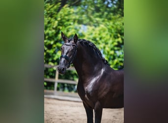 PRE Mix, Ogier, 3 lat, 162 cm, Kara