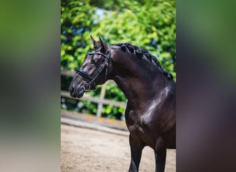 PRE Mix, Ogier, 3 lat, 162 cm, Kara