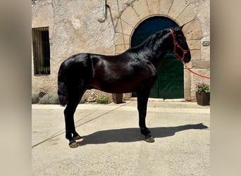PRE, Ogier, 3 lat, 162 cm, Kara