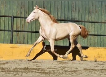 PRE Mix, Ogier, 3 lat, 162 cm, Perlino