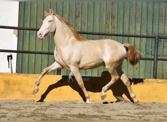 PRE Mix, Ogier, 3 lat, 162 cm, Perlino