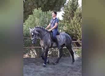PRE Mix, Ogier, 3 lat, 162 cm, Siwa jabłkowita