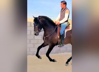 PRE Mix, Ogier, 3 lat, 162 cm, Siwa