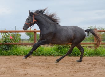 PRE Mix, Ogier, 3 lat, 162 cm, Siwa