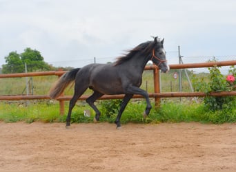 PRE Mix, Ogier, 3 lat, 162 cm, Siwa