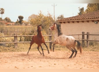 PRE, Ogier, 3 lat, 162 cm, Siwa