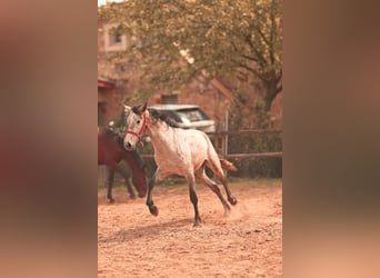 PRE, Ogier, 3 lat, 162 cm, Siwa