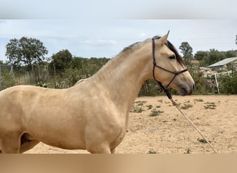 PRE Mix, Ogier, 3 lat, 163 cm, Bułana