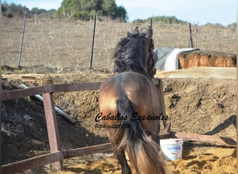 PRE, Ogier, 3 lat, 163 cm, Formy Brown Falb
