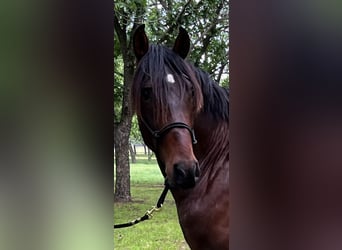 PRE Mix, Ogier, 3 lat, 163 cm, Gniada