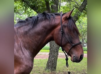 PRE Mix, Ogier, 3 lat, 163 cm, Gniada