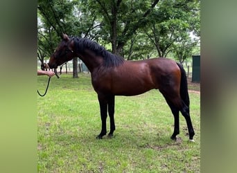 PRE Mix, Ogier, 3 lat, 163 cm, Gniada