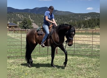 PRE Mix, Ogier, 3 lat, 163 cm, Gniada
