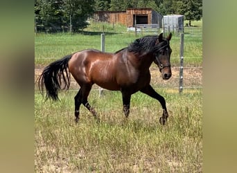 PRE Mix, Ogier, 3 lat, 163 cm, Gniada