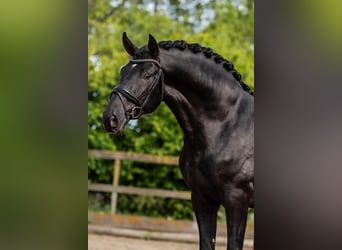 PRE Mix, Ogier, 3 lat, 163 cm, Kara