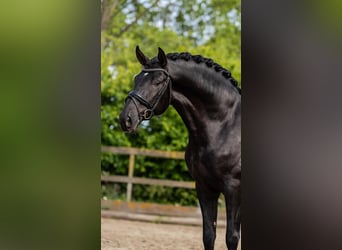 PRE Mix, Ogier, 3 lat, 163 cm, Kara