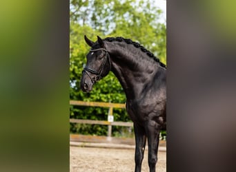 PRE Mix, Ogier, 3 lat, 163 cm, Kara