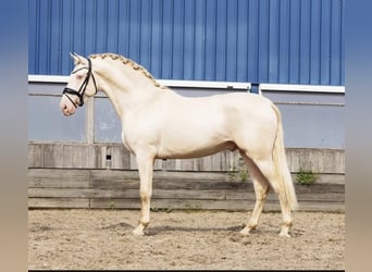 PRE Mix, Ogier, 3 lat, 163 cm, Perlino
