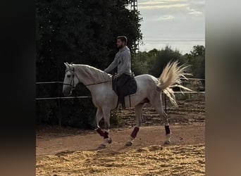 PRE, Ogier, 3 lat, 163 cm, Siwa