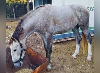 PRE Mix, Ogier, 3 lat, 163 cm, Siwa